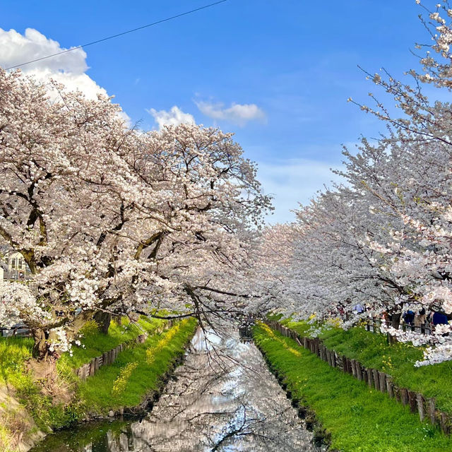 「荒子川公園：春日賞櫻，感受日本傳統元素」