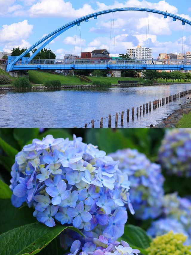 〖亀戸/東京〗 紫陽花×スカイツリーの絶景が楽しめる旧中川水辺公園◌𓈒𓐍