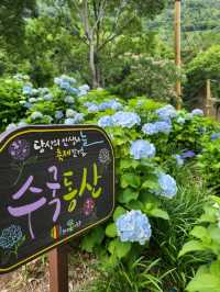 진주에서 가장 많은 수국을 볼수있는곳