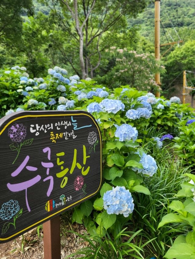 진주에서 가장 많은 수국을 볼수있는곳