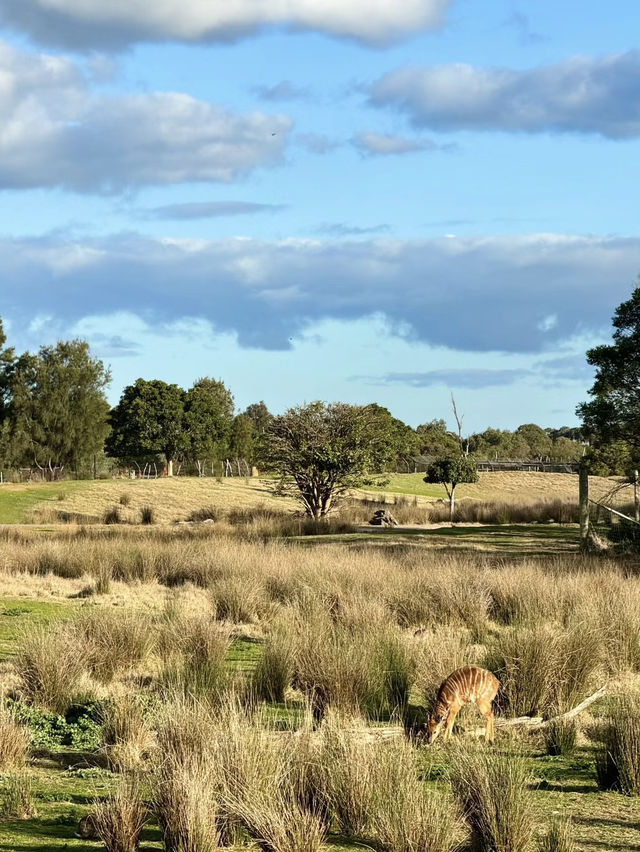 Werribee