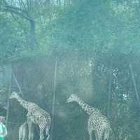 泰國目前最有人氣，最多人詢問的野生動物園