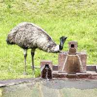平川動物園-温泉、美景、可愛的動物，三者兼得
