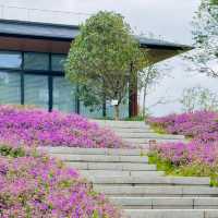 【紫藤園】夢幻紫色花海，身心愉悅