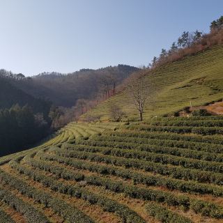 Boseong Green Tea Fields