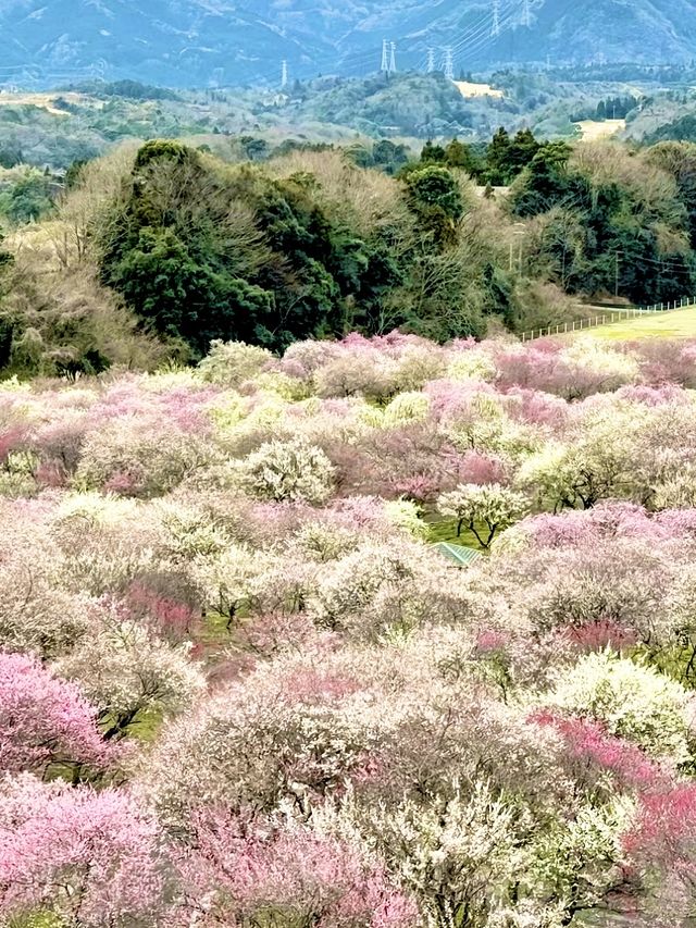 〜三重県津市〜絶景！いなべ梅林公園