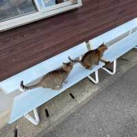 【福岡の猫島】