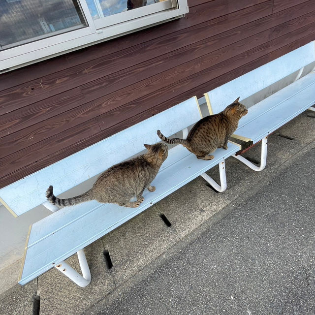 【福岡の猫島】