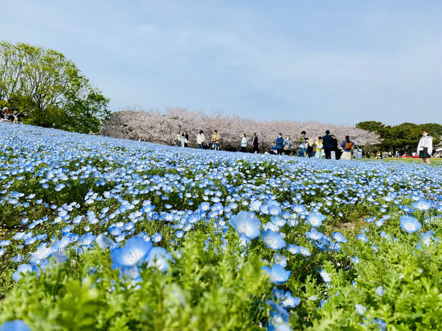 🇯🇵 福岡🌸 粉紅櫻花和藍色花的完美組合 💙💗