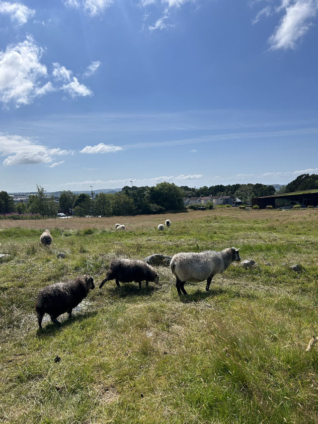Summer in Stavanger, Norway