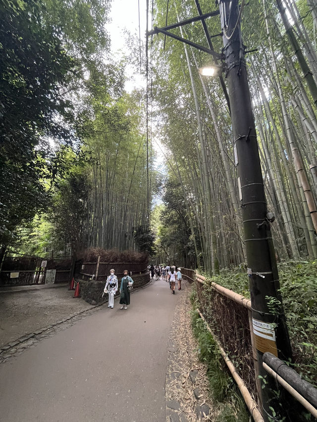 【京阪神五至七日遊】貓🐱風列車、合掌村、清水寺、心齋橋購物，穿和服遊京都