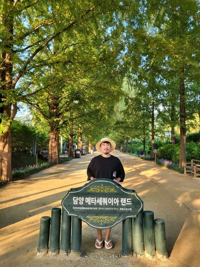 가을오기전 초록뷰도 멋진 담양 메타세콰이어길
