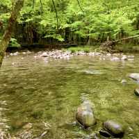 Nature’s Canvas: The Great Smoky Mountains in Autumn Splendor