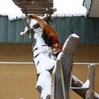旭川景點｜日本最北、高人氣寒帶動物園—旭川動物園