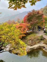 🌳🏠사진명소 곤지암 화담숲 가을에 추천해요💛