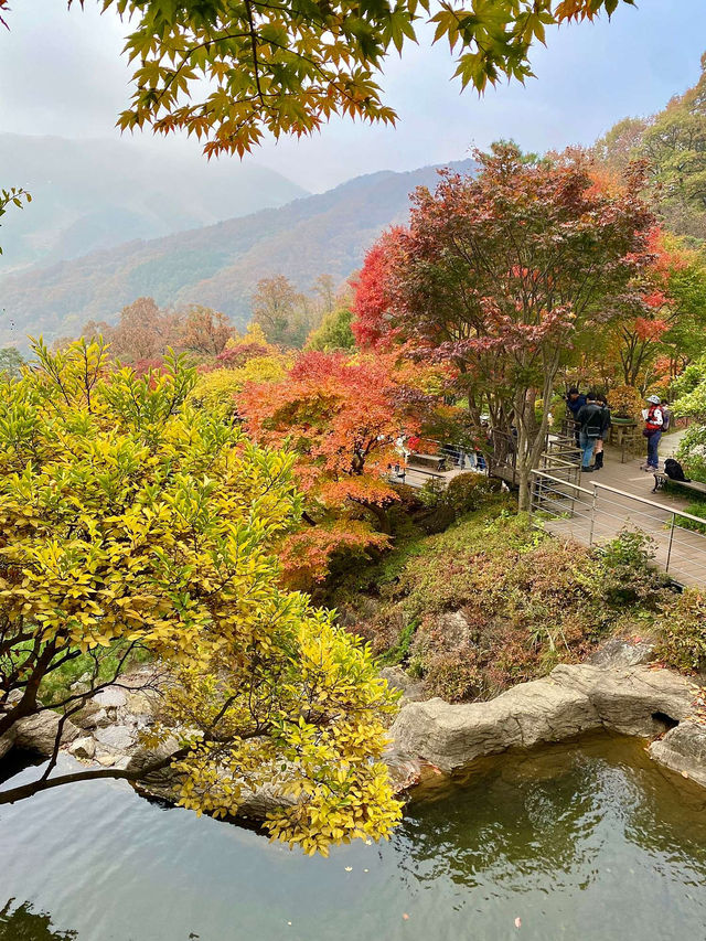 🌳🏠사진명소 곤지암 화담숲 가을에 추천해요💛
