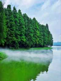   【森林】仙氣飄飄的落羽杉樹群