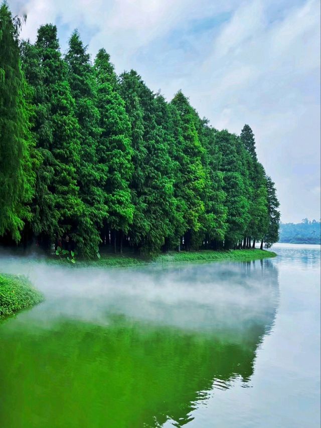  【森林】仙氣飄飄的落羽杉樹群