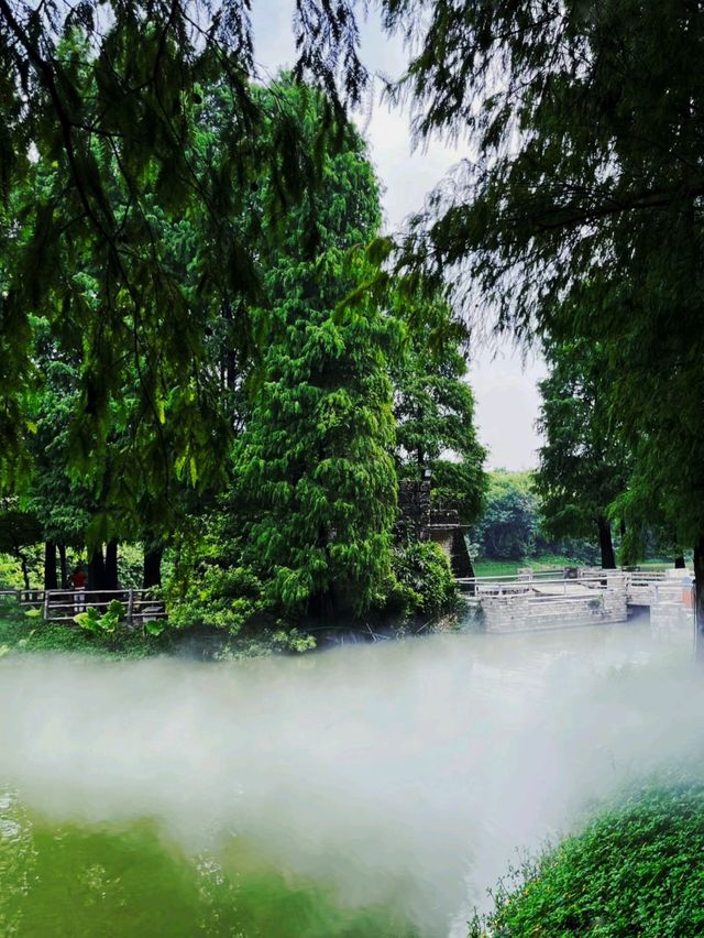   【森林】仙氣飄飄的落羽杉樹群