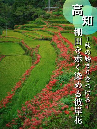[Kochi] The contrast between green and red is beautiful ✨ Red spider lilies blooming in rice terraces 🌹 *Please note