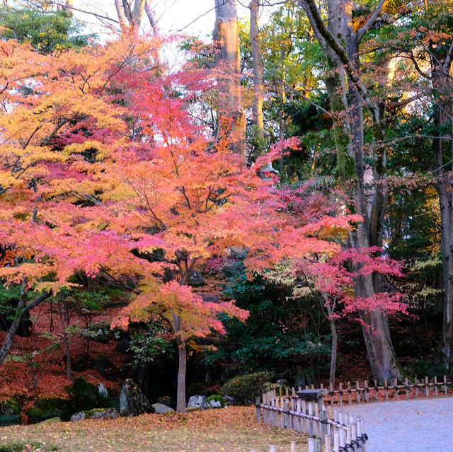 🍁 金澤兼六園:打卡紅葉仙境,感受江戶風情