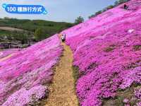 日本北海道-宛如粉紅色地毯的芝櫻花海：東藻琴 芝櫻公園