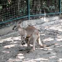 ซาฟารีเวิลด์ (Safari World) 