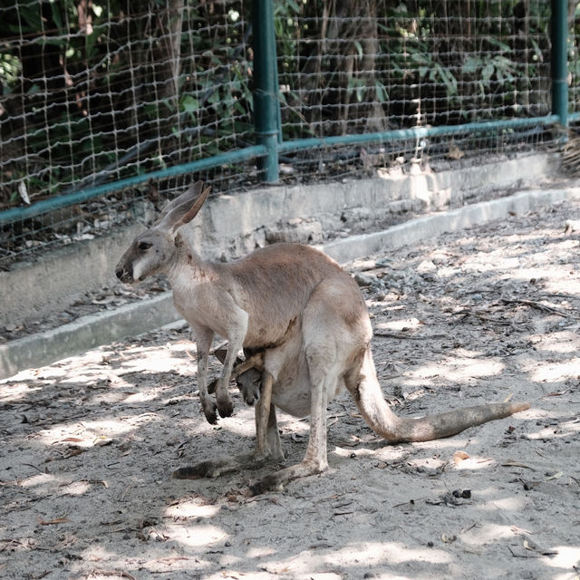 ซาฟารีเวิลด์ (Safari World) 