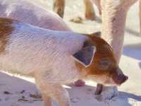 【バハマ ・エグズーマ】美しい海にブタが泳ぐビーチ🐷