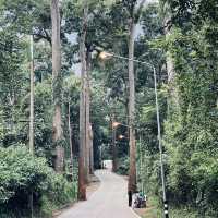 • ถนนต้นยาง • ประตูสู่เชียงดาว 🌳🍃