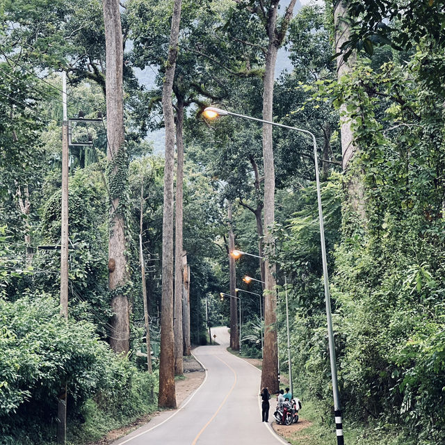• ถนนต้นยาง • ประตูสู่เชียงดาว 🌳🍃