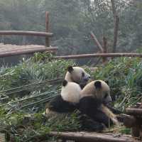 Chengdu Panda Reserve: A Close Encounter with China’s Gentle Giants