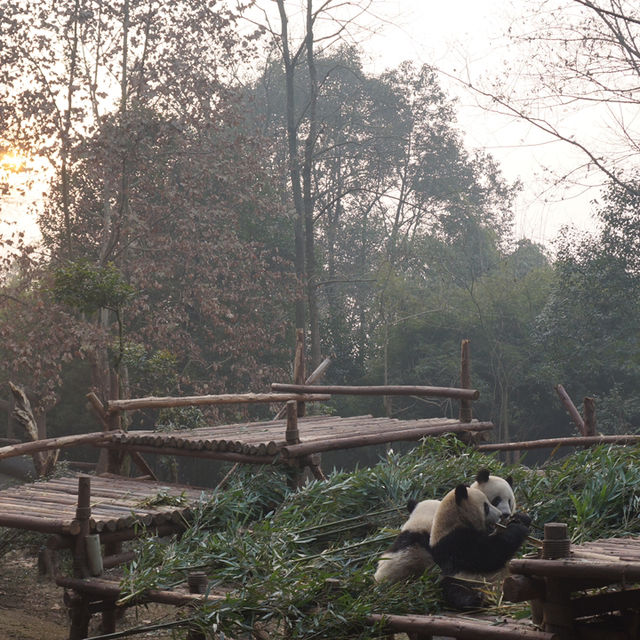 Chengdu Panda Reserve: A Close Encounter with China’s Gentle Giants