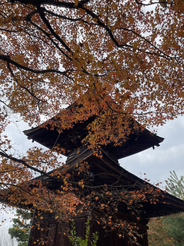 ใบไม้เปลี่ยนสีที่ Jojakkoji Temple Kyoto