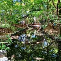 【京都】京都旅 必ず訪れたい京都屈指のパワースポット下鴨神社