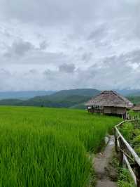 นาขั้นบันได ป่าปงเปียง