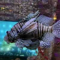 Dive Into Adventure at Aquaria KLCC: An Underwater Journey in the Heart of Kuala Lumpur