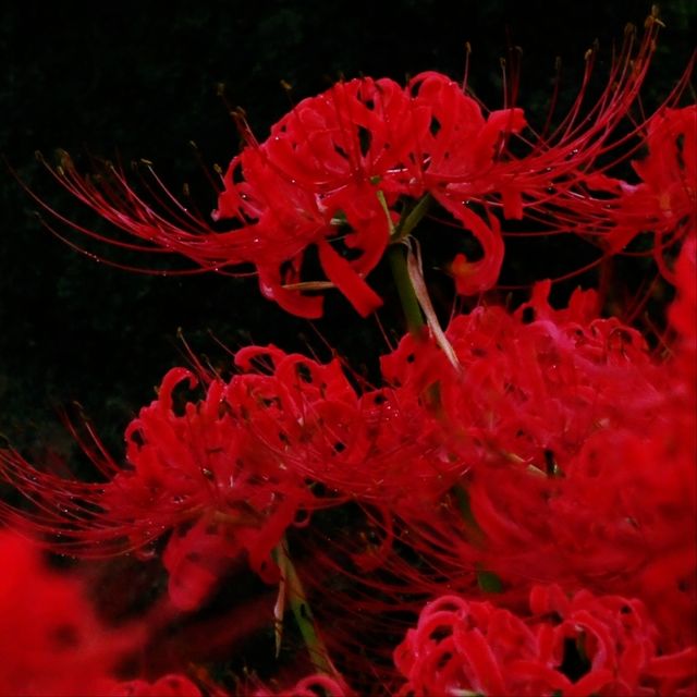 異世界広がる曼珠沙華