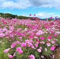 【国営越後丘陵公園:新潟県長岡市】自然溢れる美しい公園🌳