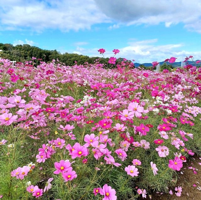 【国営越後丘陵公園:新潟県長岡市】自然溢れる美しい公園🌳