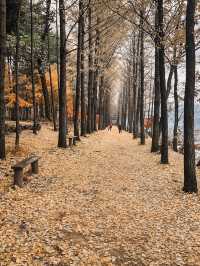 Autumn Splendor at Nami Island 🍁
