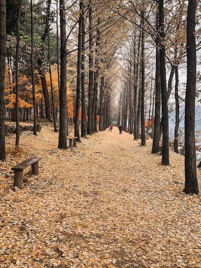 Autumn Splendor at Nami Island 🍁