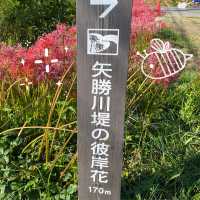 知多半島の旅　ごんの里にある矢勝川堤沿いの彼岸花