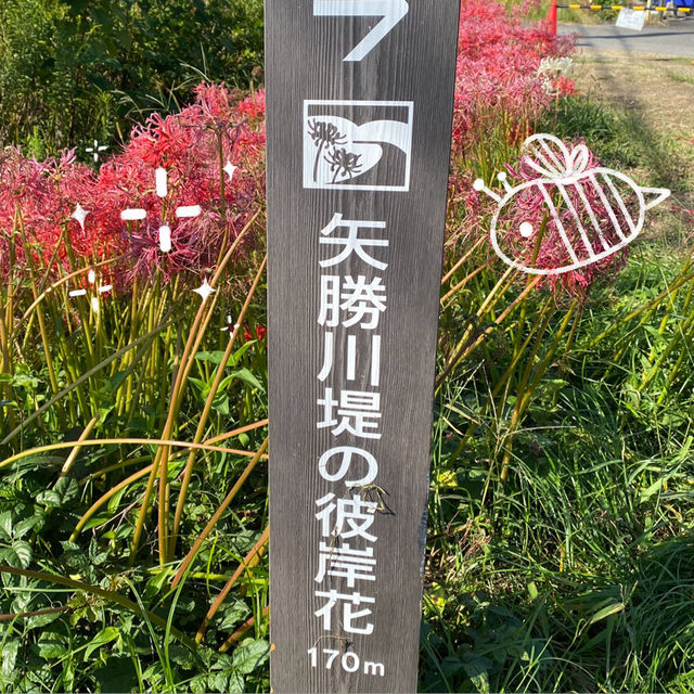 知多半島の旅　ごんの里にある矢勝川堤沿いの彼岸花