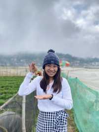 Strawberry Farm, Benguet ✨