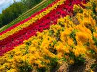 【北海道】絶景✨色とりどりの花が咲き誇るファーム富田