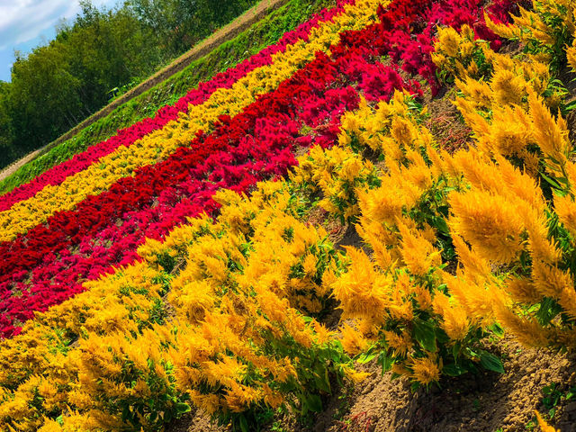 【北海道】絶景✨色とりどりの花が咲き誇るファーム富田