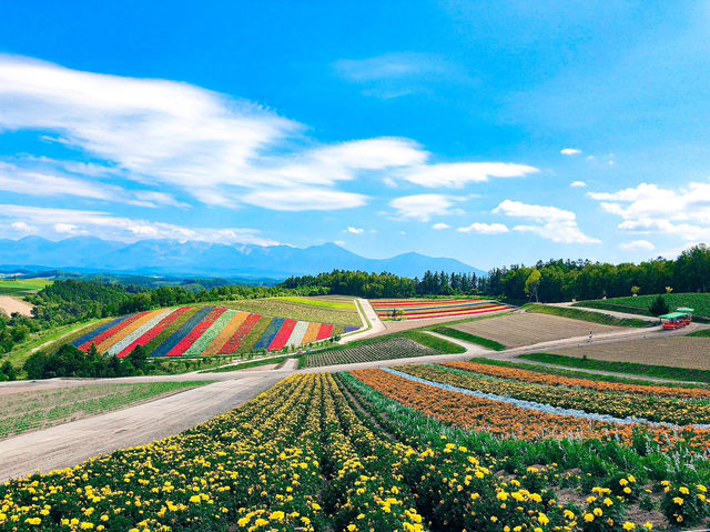 【北海道】絶景✨美しすぎてうっとり！花の絨毯💐