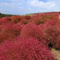 Kochia in Scarlet Red @ Hitachi Seaside Park 