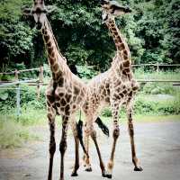 Roaming with Giants: A Wild Day at Shenzhen Safari Park!
